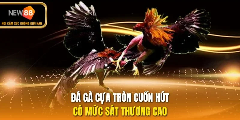 Đá gà cựa tròn cuốn hút, có mức sát thương cao