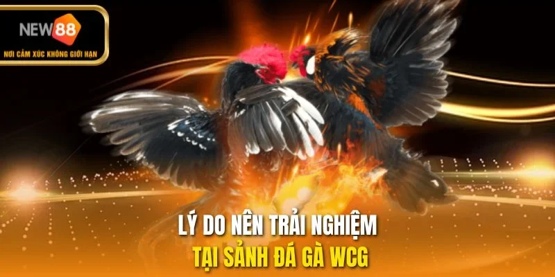 Lý do nên trải nghiệm tại sảnh đá gà WCG