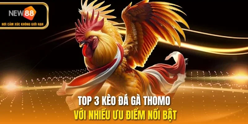 Top 3 kèo đá gà thomo với nhiều ưu điểm nổi bật